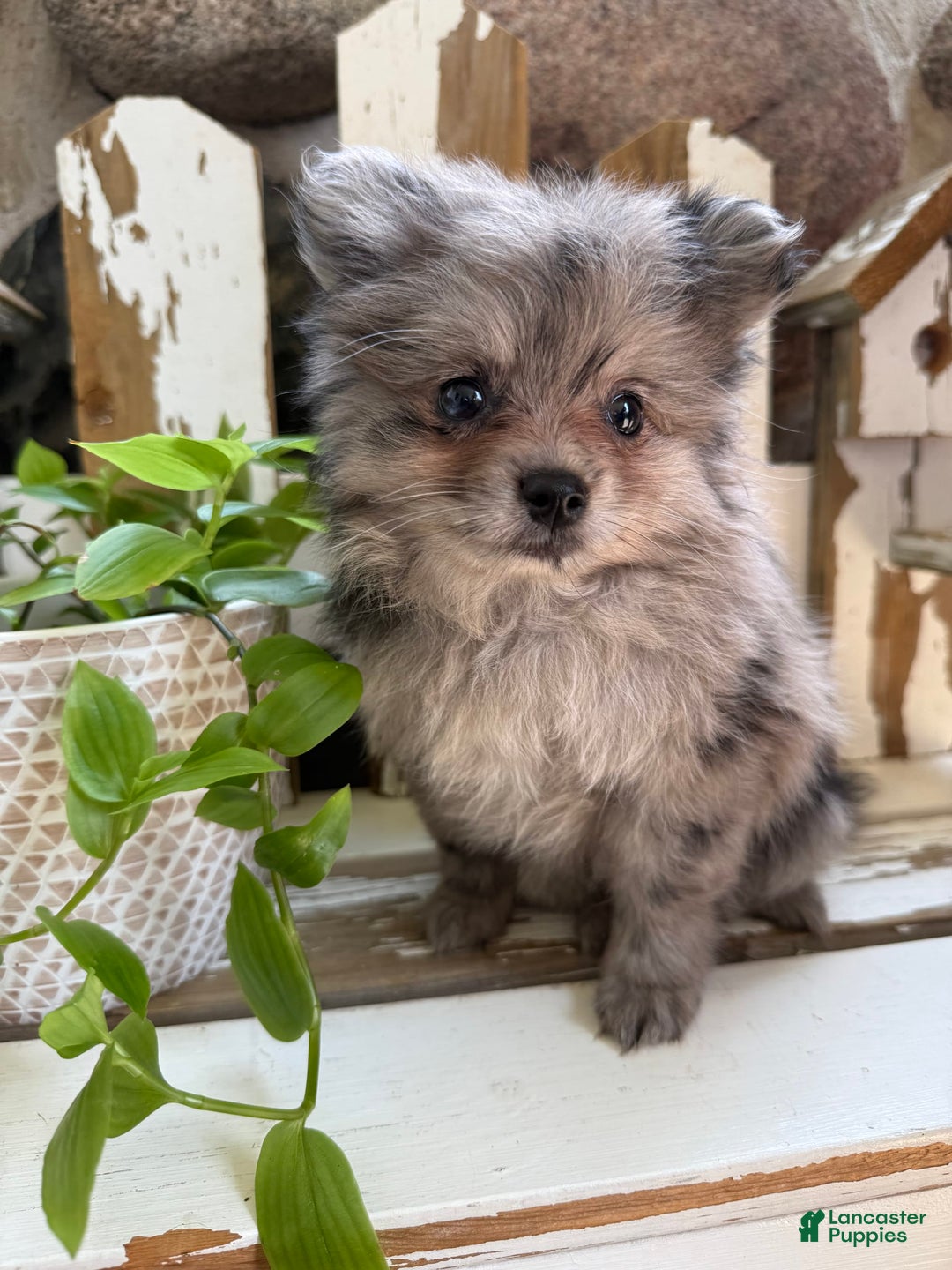 Pomeranian dogs for sale: Rusty - Image 1