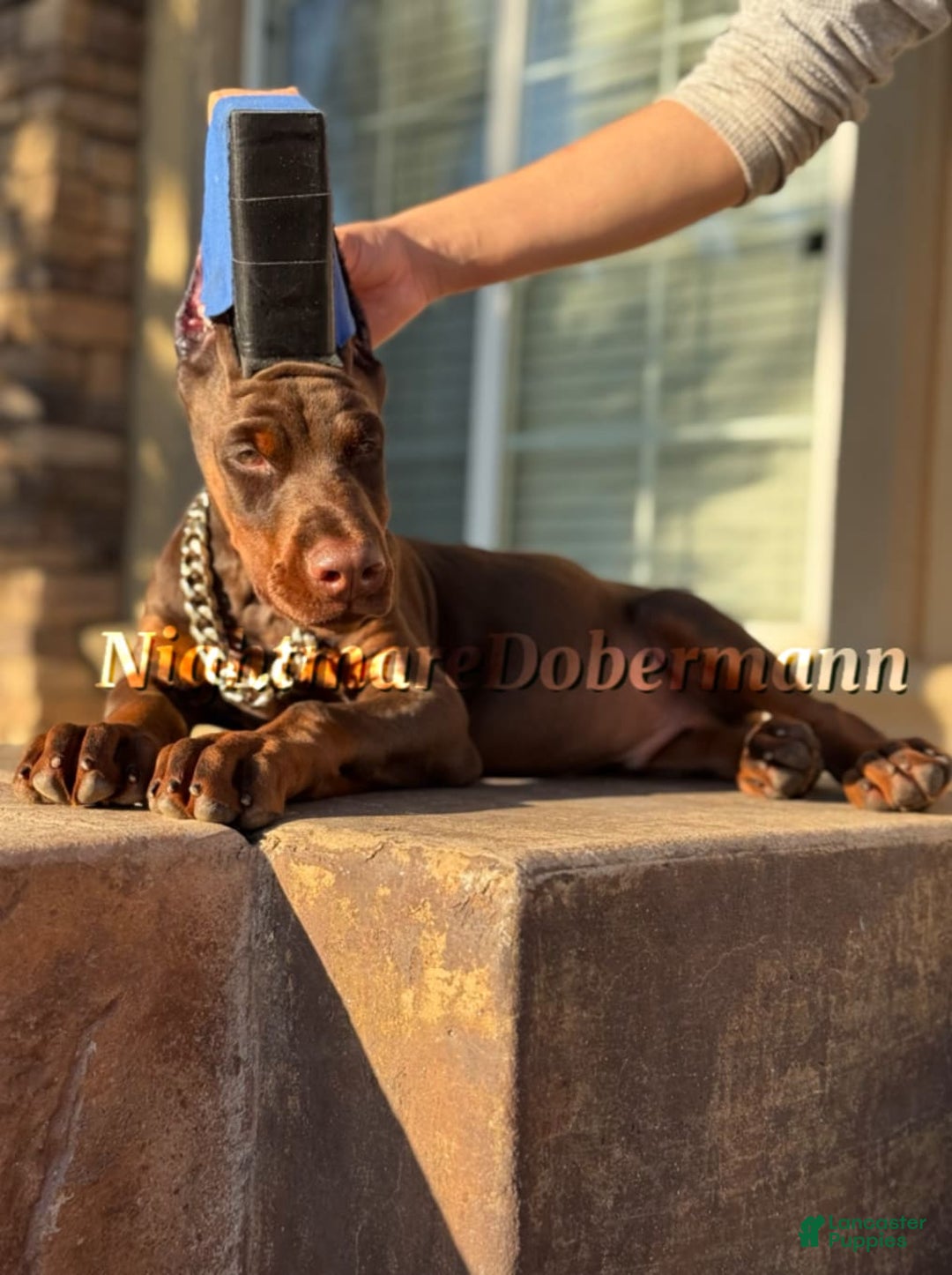 Doberman Pinscher dogs for sale: Whiskey - Image 4
