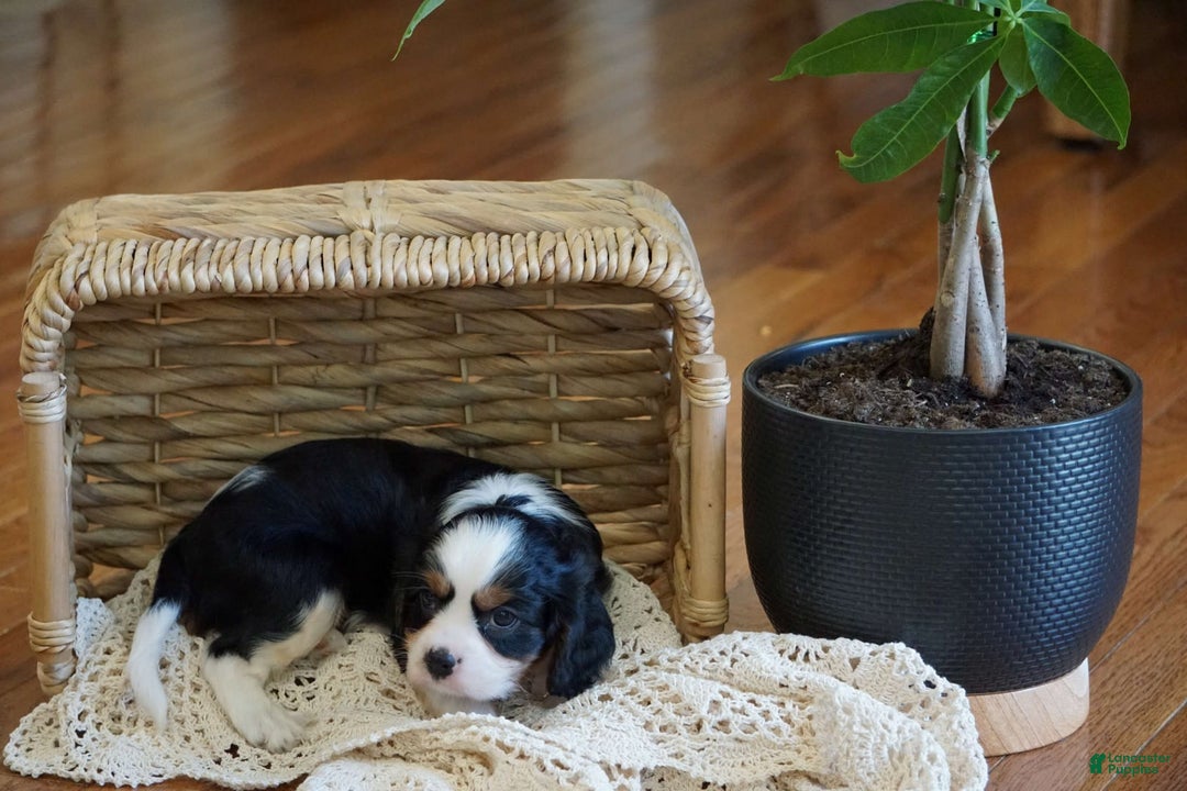 Cavalier King Charles Spaniel dogs for sale: Dexter - Image 7