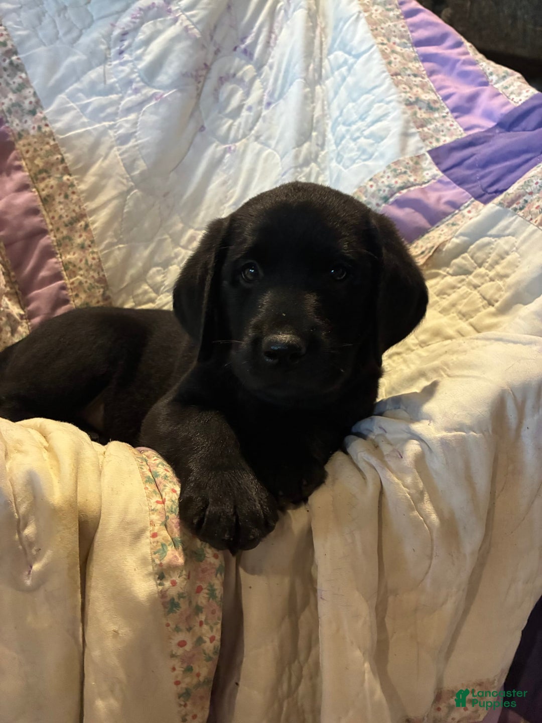 Labrador Retriever dogs for sale: Leo - Image 1