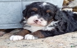 Mini Bernedoodle dogs for sale: Rambo - Image 23