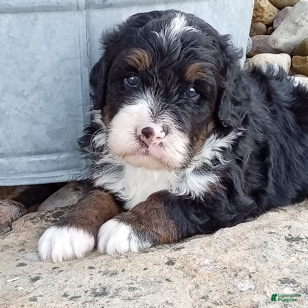 Mini Bernedoodle dogs for sale: Rambo - Image 23