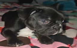 French Bulldog dogs for sale: Lady - Image 7