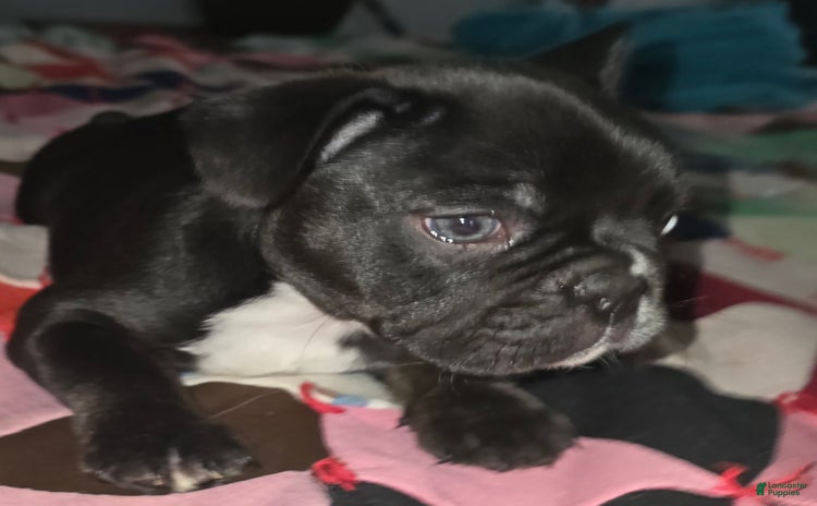 French Bulldog dogs for sale - Ad 1