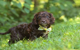 Cockapoo dogs for sale: Kane - Image 6