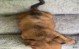 Miniature Dachshund dogs for sale: Baby Cosmo - Image 6