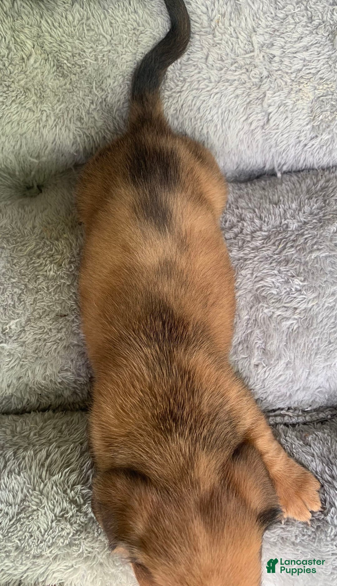 Miniature Dachshund dogs for sale: Baby Cosmo - Image 6