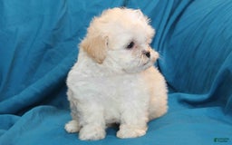 Shihpoo dogs for sale: Luna - Image 2