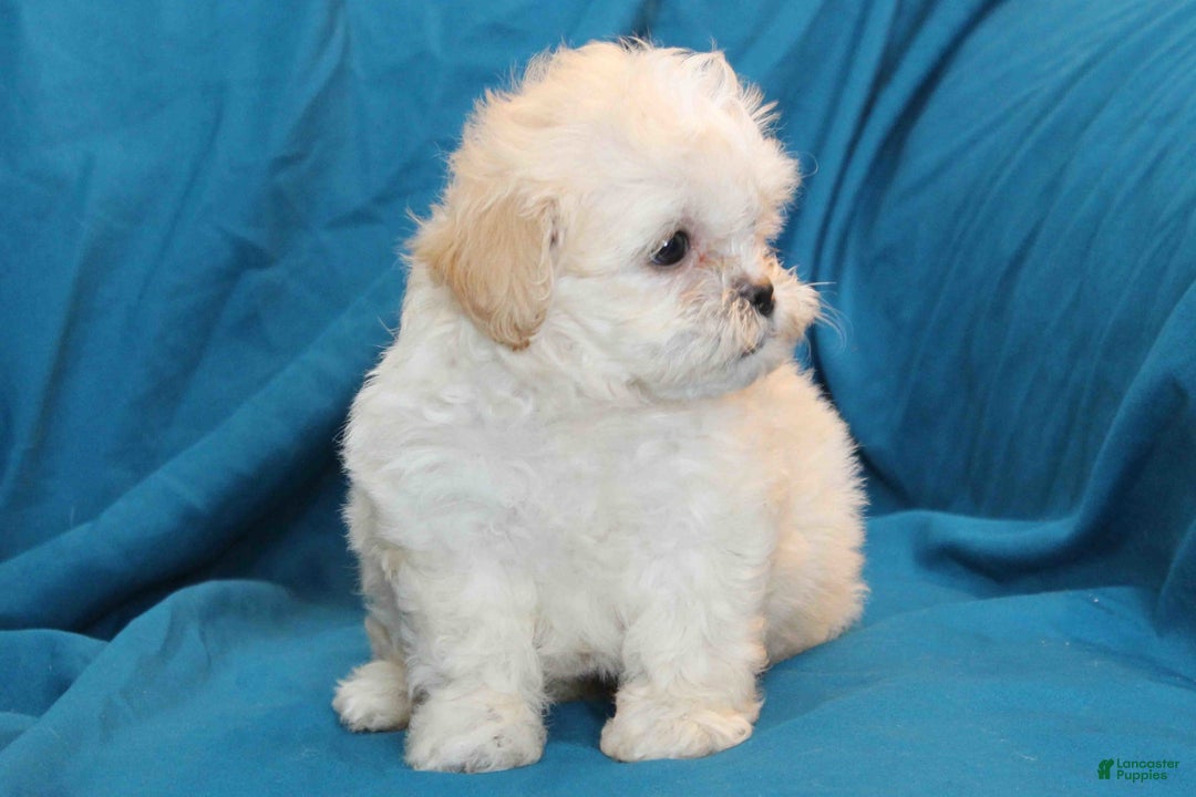 Shihpoo dogs for sale: Luna - Image 2