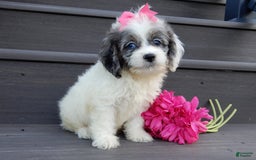 Cockapoo dogs for sale: Peaches - Image 4