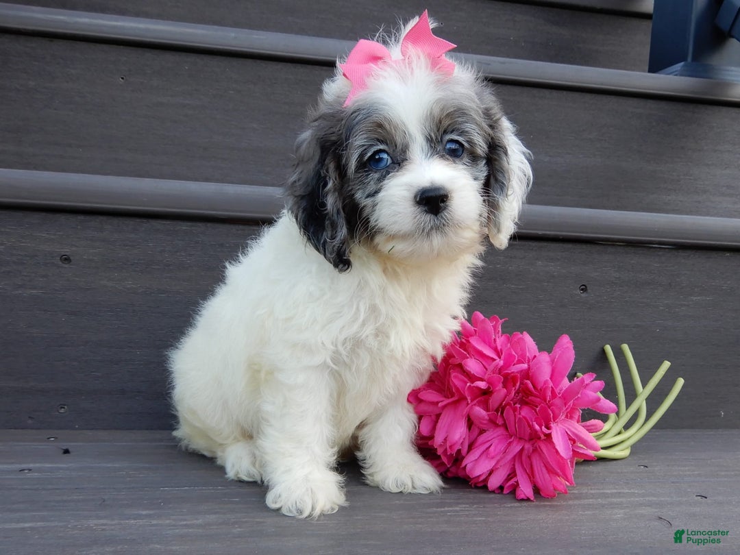 Cockapoo dogs for sale: Peaches - Image 4