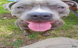 American Bully dogs for sale: Razor Edge Pup - Image 12