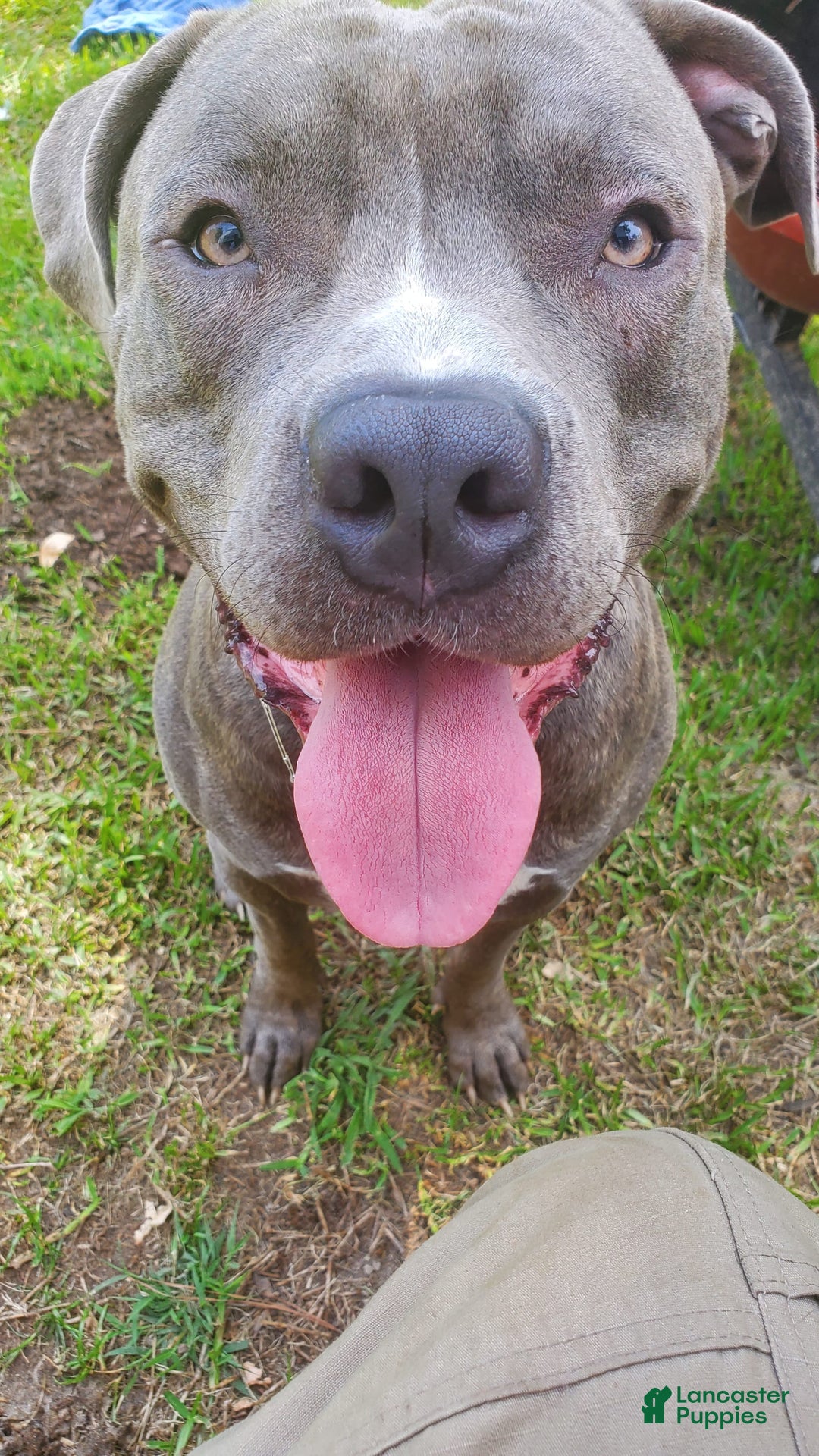 American Bully dogs for sale: Razor Edge Pup - Image 12