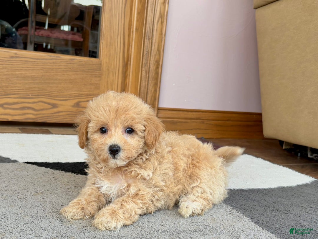 Maltipoo dogs for sale: Wyman - Image 10