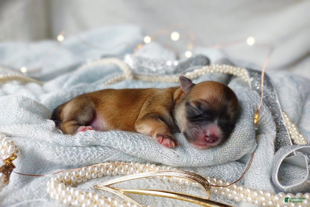 Morkie dogs for sale: Rare Babydoll Spark - Image 7