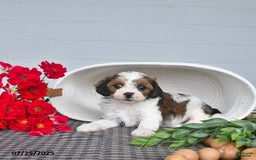 Lhasapoo dogs for sale: Pecan - Image 1