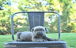 Cane Corso dogs for sale: Cane Corso 12 puppies - Image 38