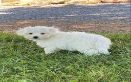 Coton De Tulear dogs for sale: Charles - Image 4
