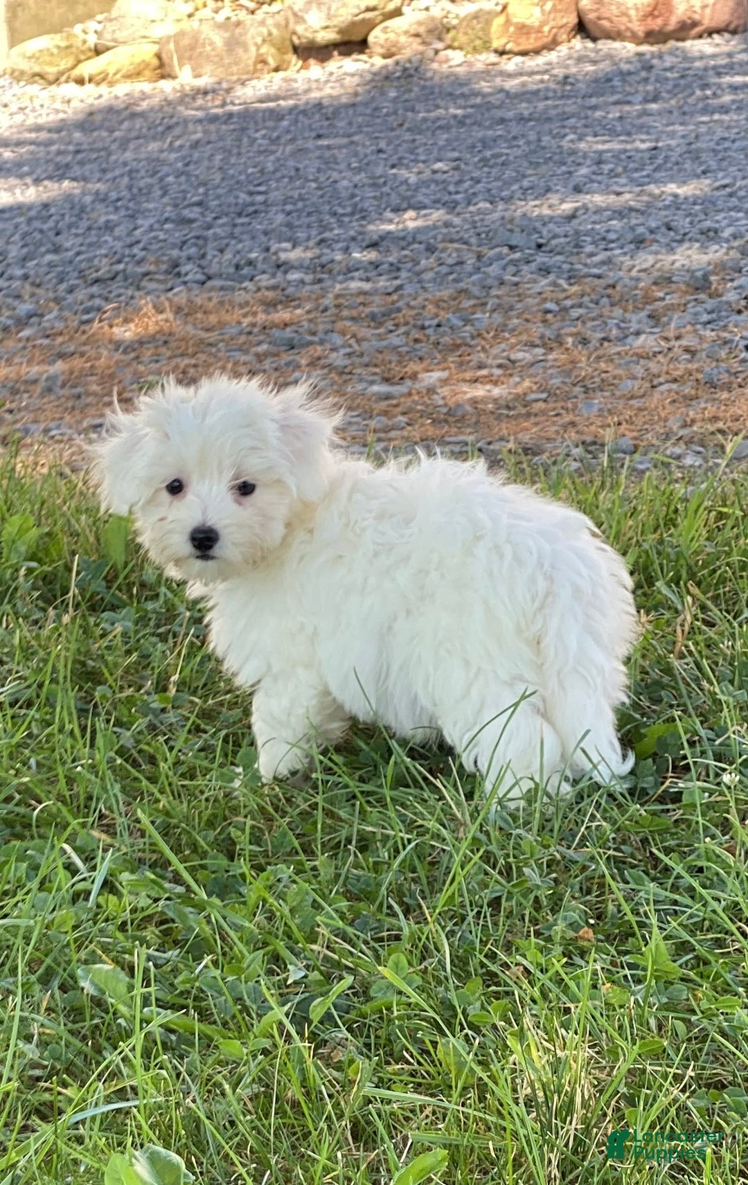 Coton De Tulear dogs for sale: Charles - Image 4