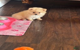 Pomeranian dogs for sale: Fluffy - Image 3