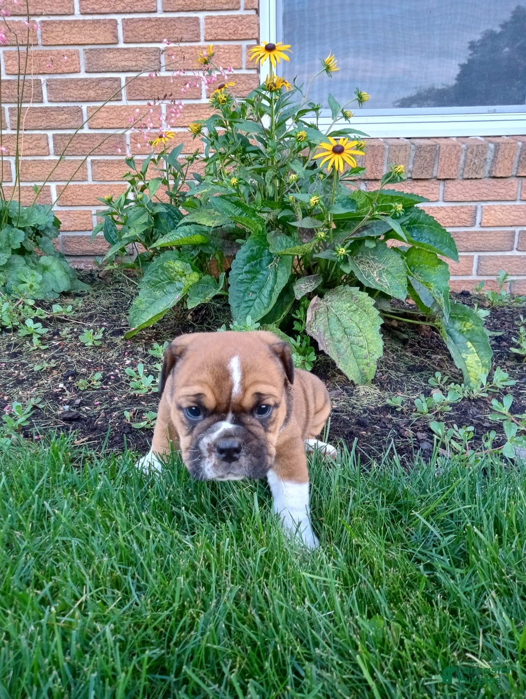 Olde English Bulldogge dogs for sale: Milo - Image 2