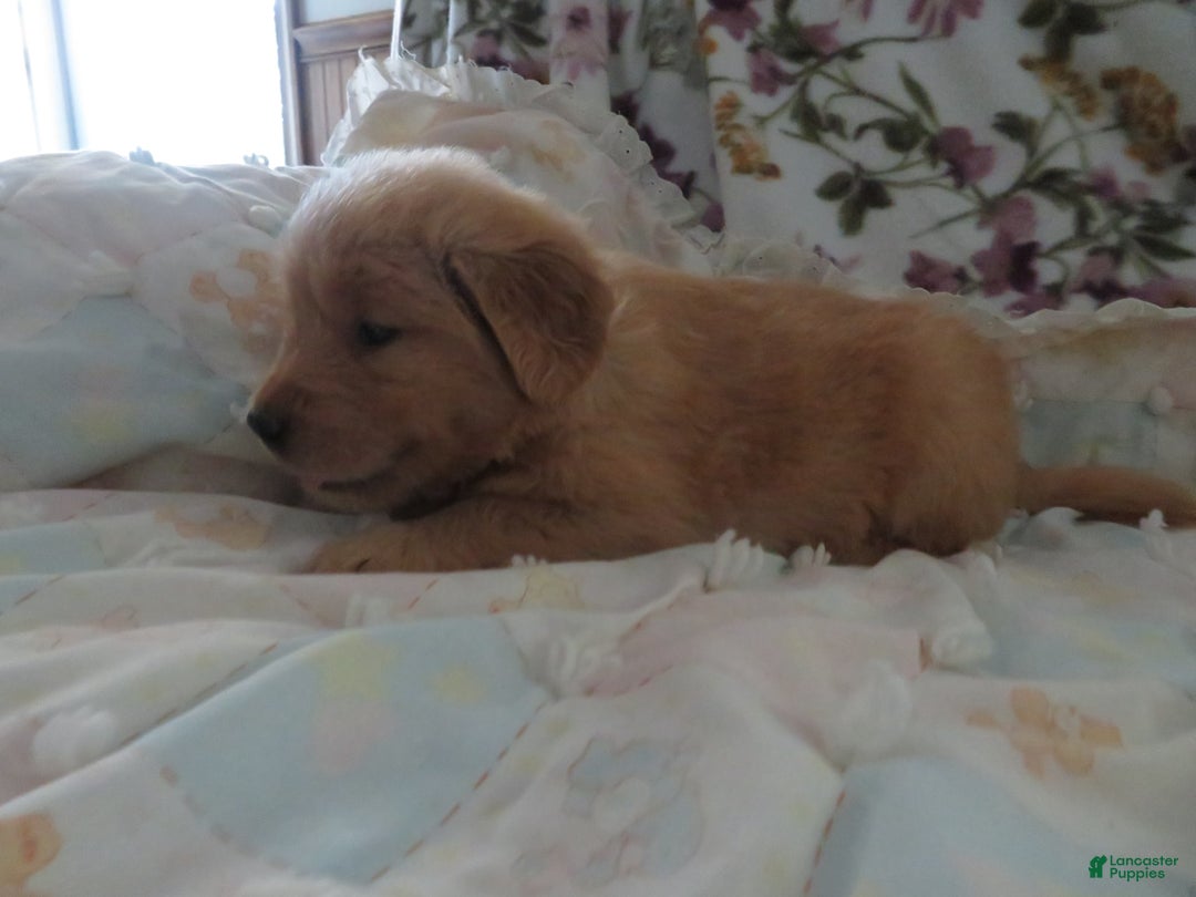 Golden Retriever dogs for sale: Starburst - Image 9