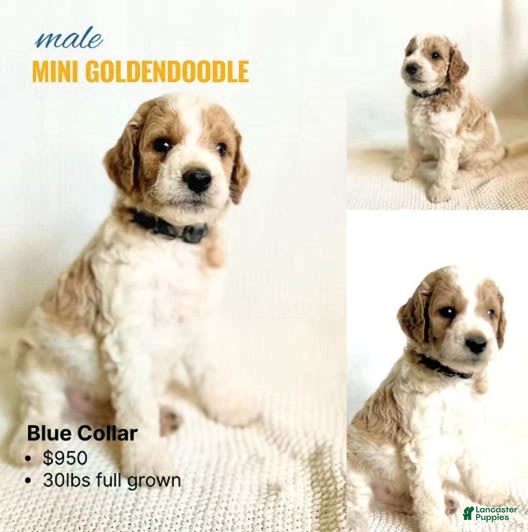 Mini Goldendoodle dogs for sale: Blue Collar - Image 1