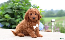 Goldendoodle dogs for sale: Herbie - Image 10