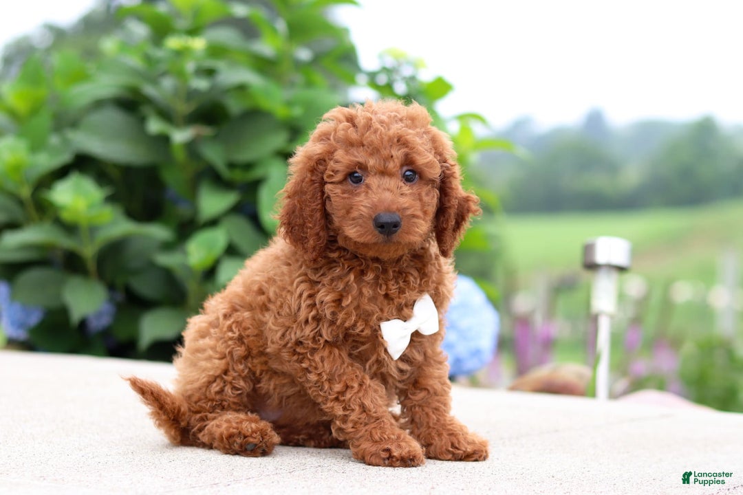 Goldendoodle dogs for sale: Herbie - Image 10