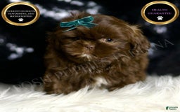 Shih Tzu dogs for sale: Baller - Image 2