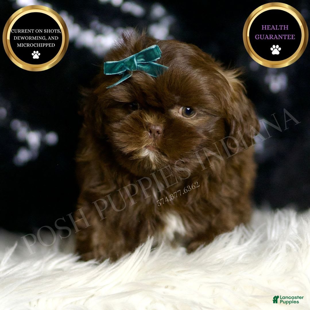 Shih Tzu dogs for sale: Baller - Image 2