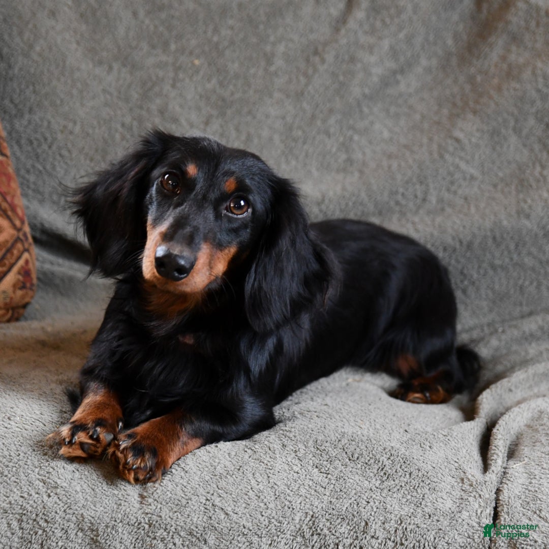 Miniature Dachshund dogs for sale: Chocolate Cream - Image 8