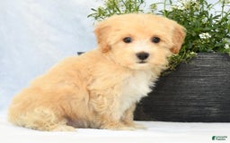 Havapoo dogs for sale: Maggie - Image 9