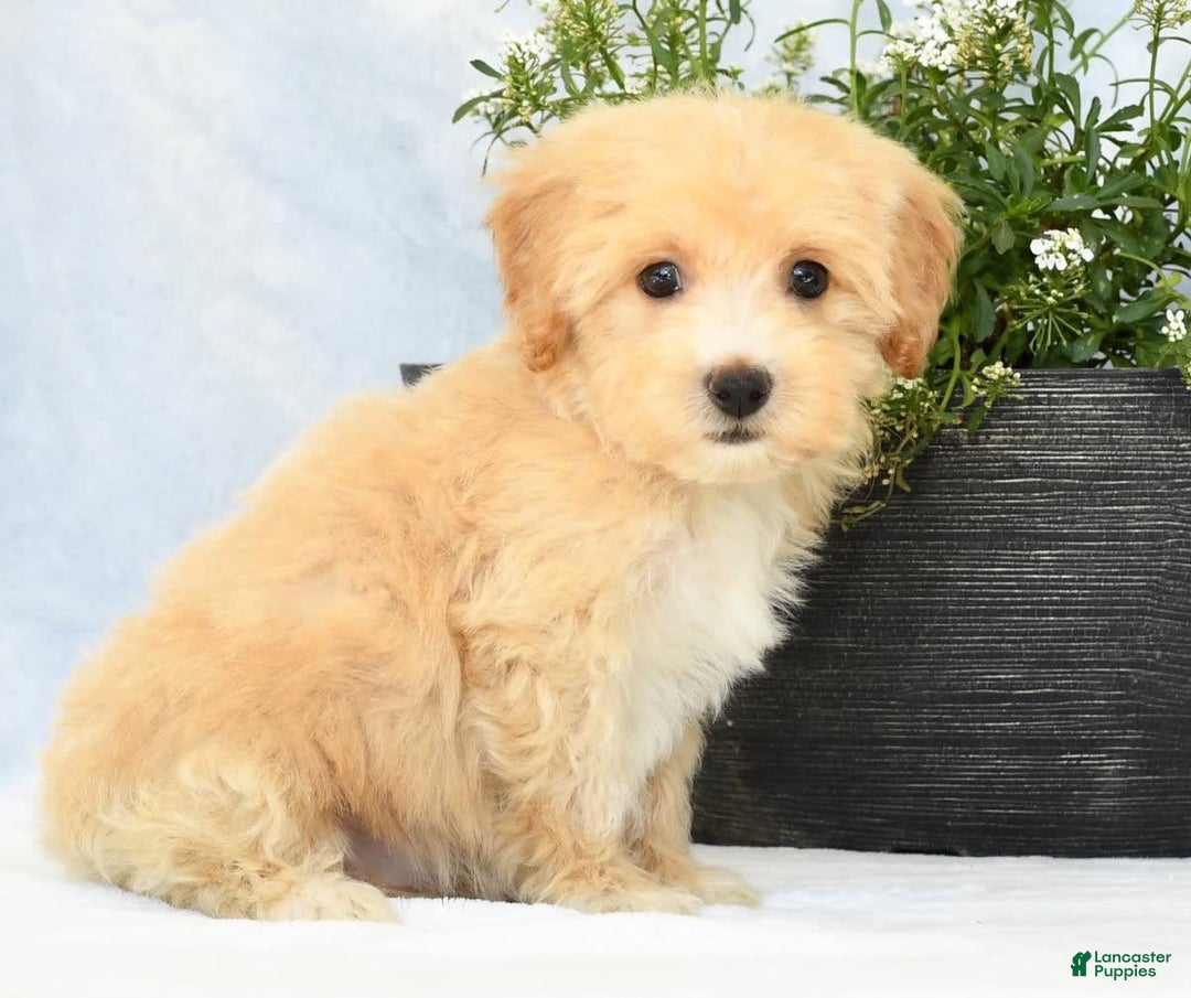 Havapoo dogs for sale: Maggie - Image 9