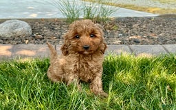 Cockapoo dogs for sale: Glenna - Image 8