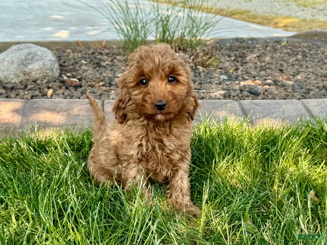 Cockapoo dogs for sale: Glenna - Image 8