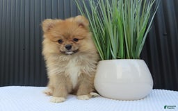 Pomeranian dogs for sale: SALLY - Image 4