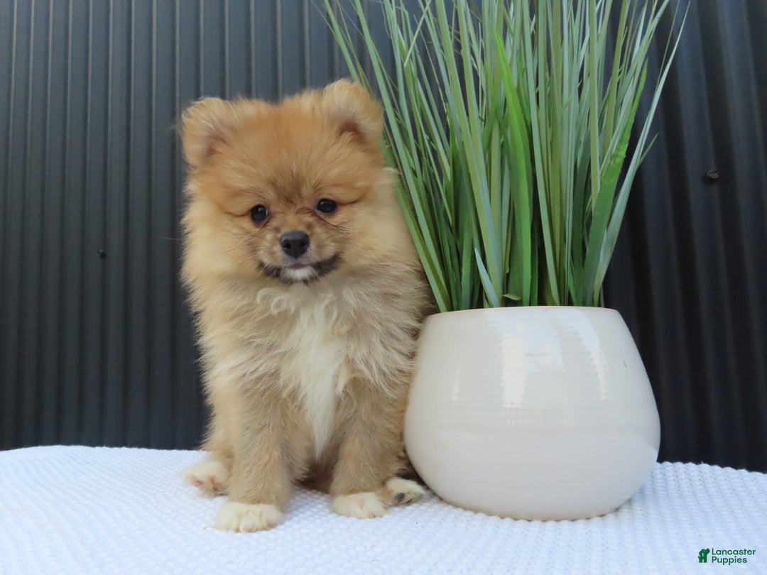 Pomeranian dogs for sale: SALLY - Image 4