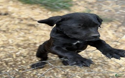 Cane Corso dogs for sale: Pepper - Image 3