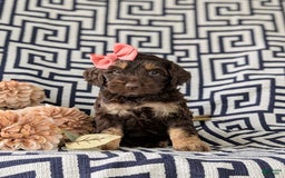 Cockapoo dogs for sale: Charise - Image 3