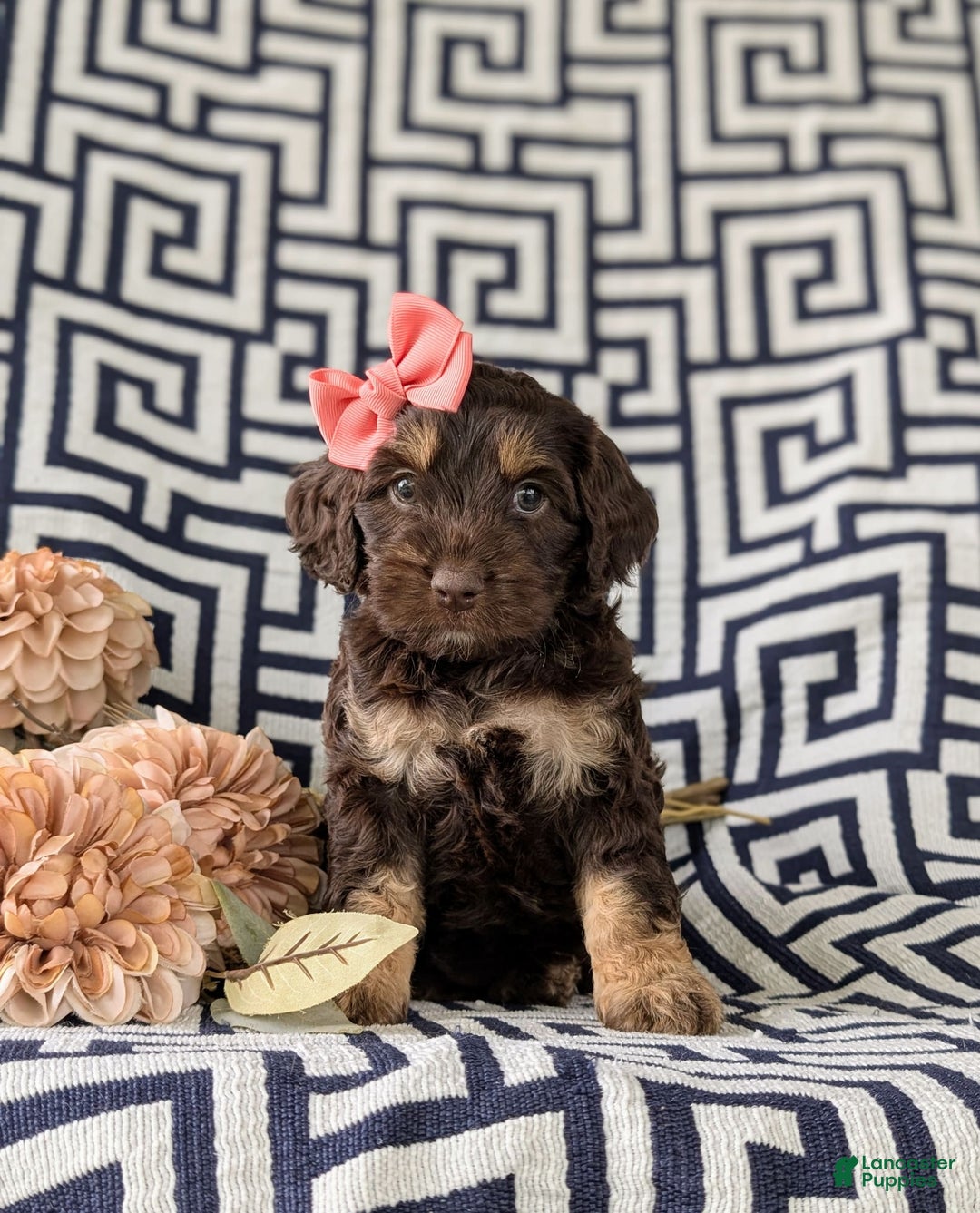 Cockapoo dogs for sale: Charise - Image 3