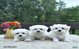 Maltese dogs for sale: Tommy - Image 3