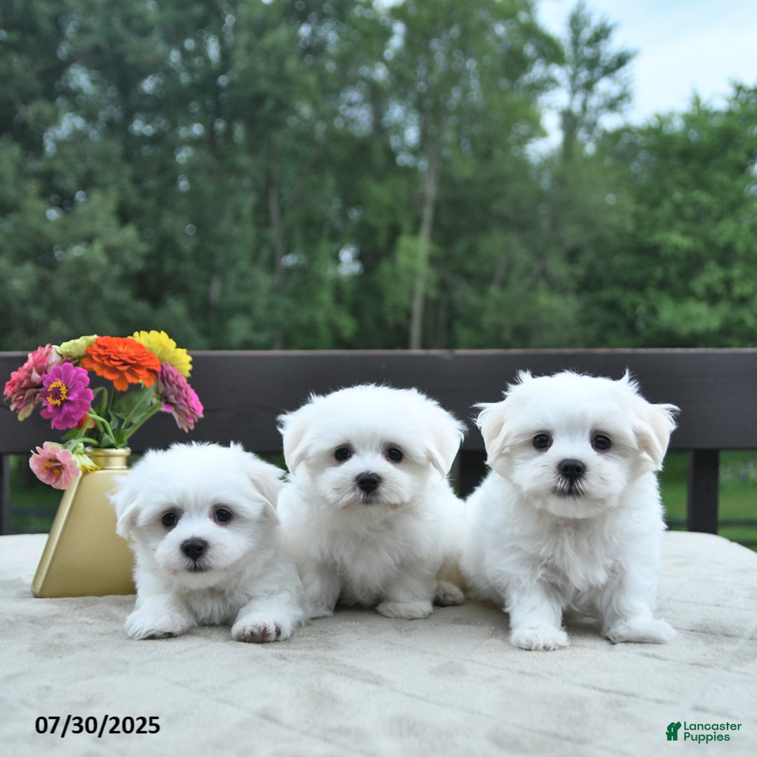 Maltese dogs for sale: Tommy - Image 3