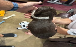 English Springer Spaniel dogs for sale: Male 2 - Image 7