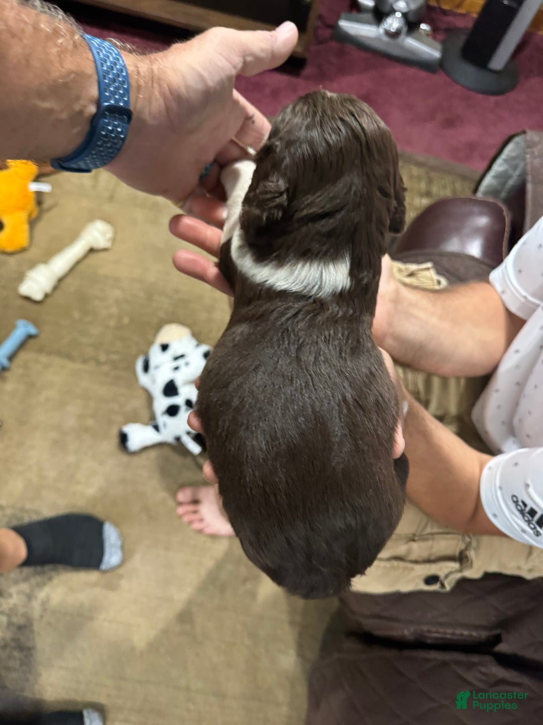 English Springer Spaniel dogs for sale: Male 2 - Image 7