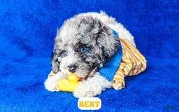 Cavapoo dogs for sale: Bert - Image 13