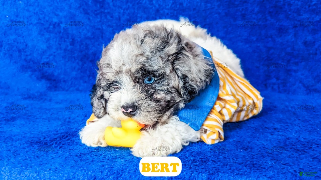 Cavapoo dogs for sale: Bert - Image 13