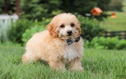 Miniature Poodle dogs for sale: Jazz - Image 14