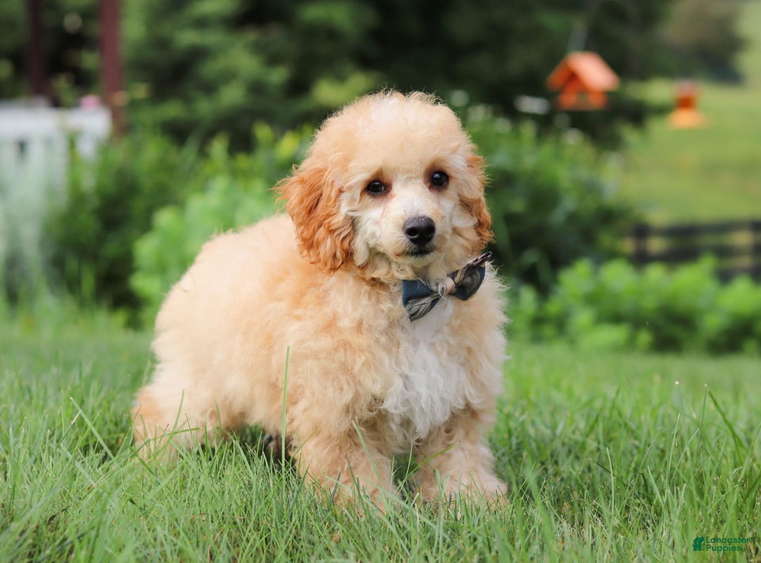 Miniature Poodle dogs for sale: Jazz - Image 14
