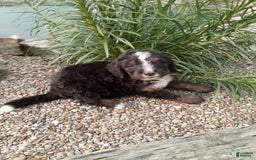 Bernedoodle dogs for sale: Archer - Image 1